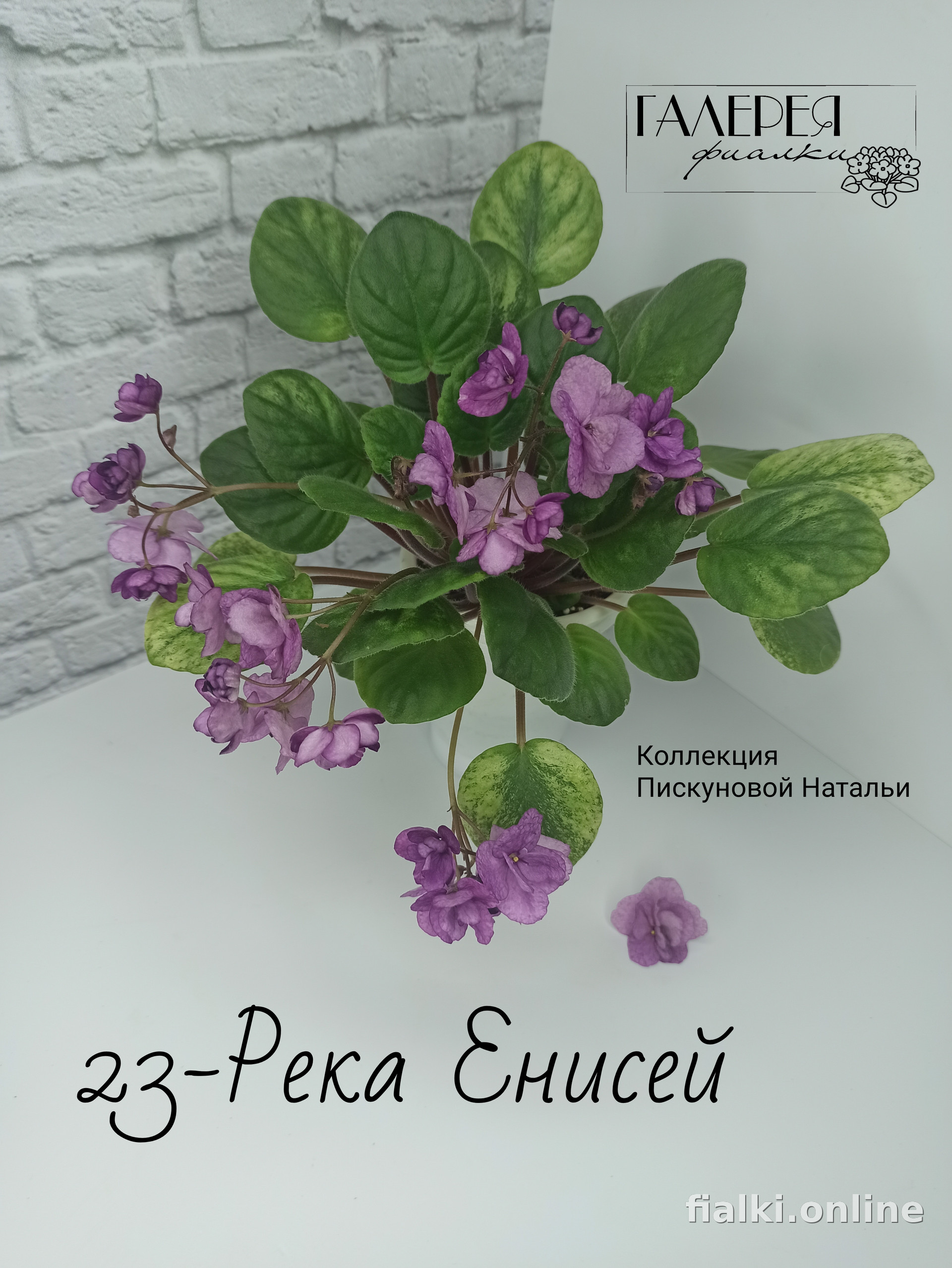 Фиалка 23-Река Енисей, фото