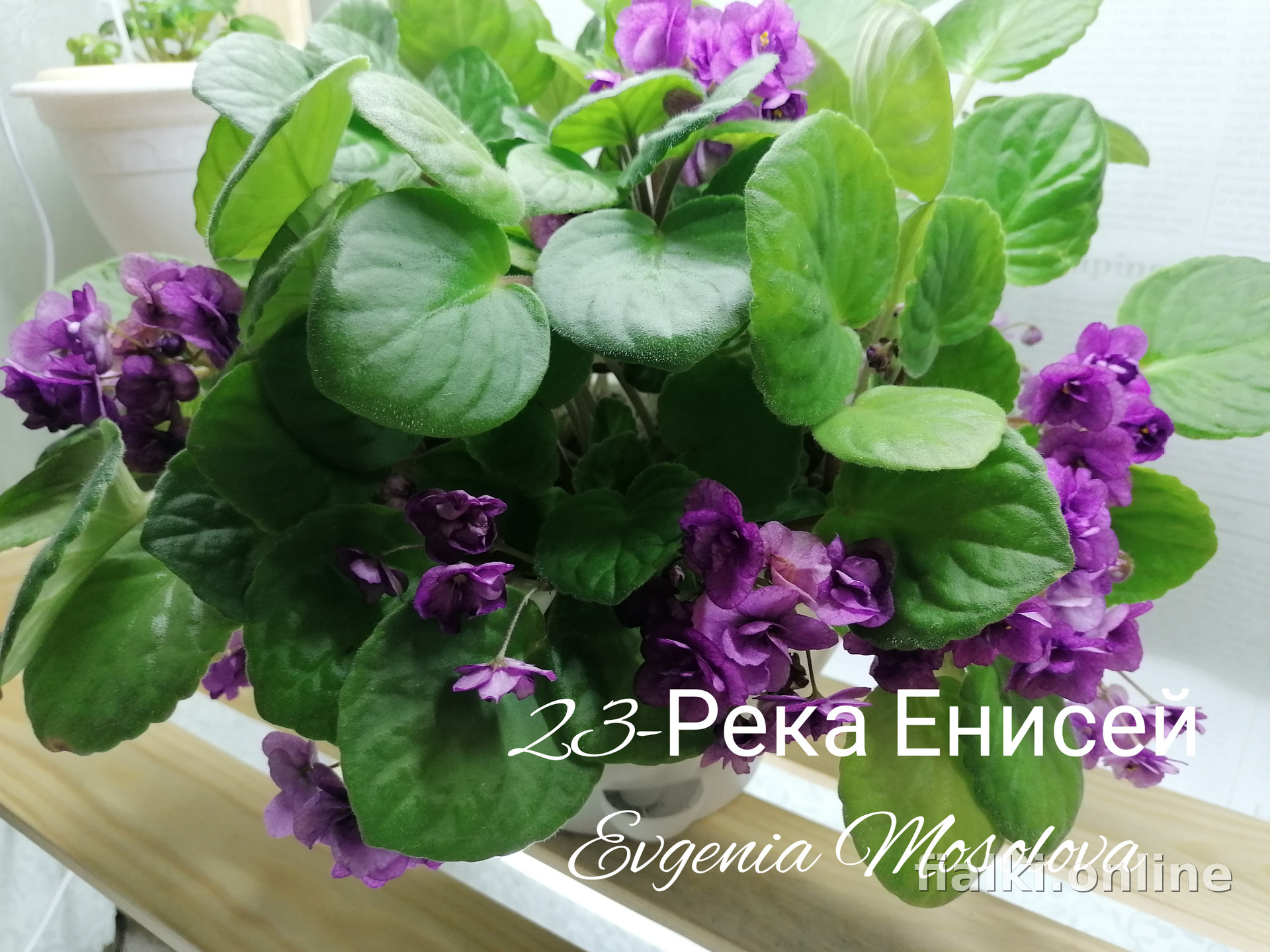 Фиалка 23-Река Енисей, фото